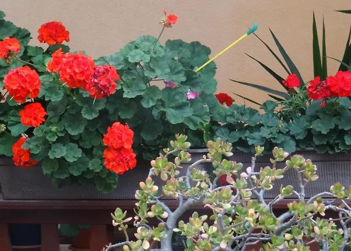 K61 Sylke Und Michael Paffrath Konukevi